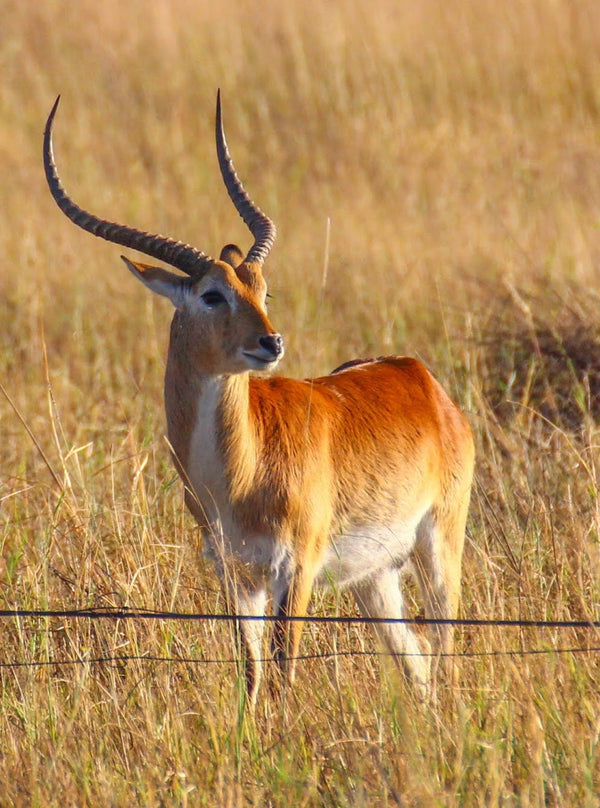 Lechwe