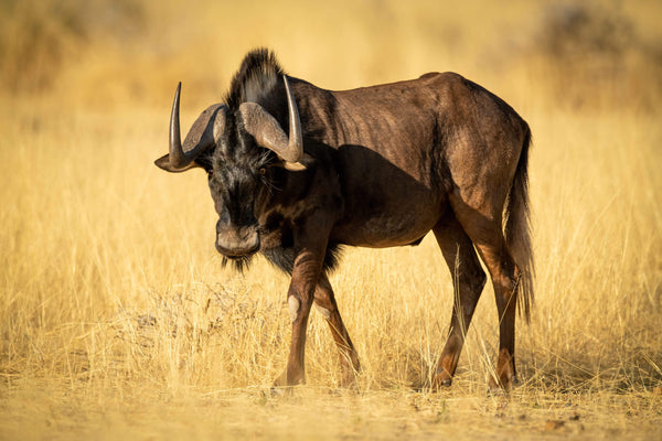 Black Wildebeest
