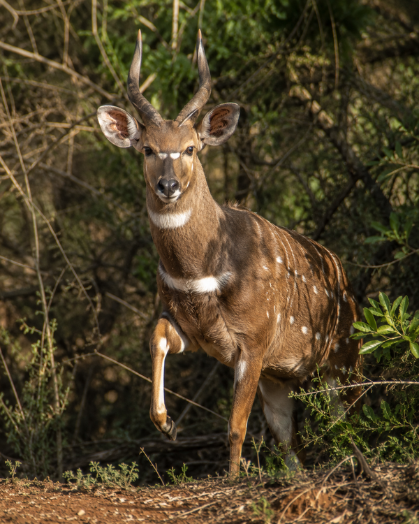 Bushbuck (Limpopo)