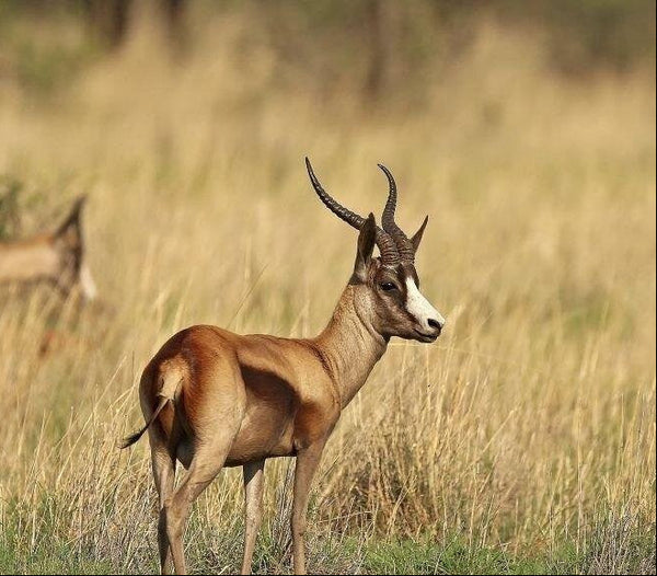 Springbuck (Copper)