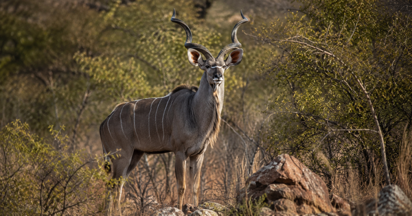 Kudu (50–55")