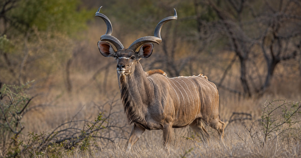 Kudu (55"+)