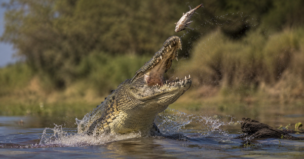 Crocodile (< 12")
