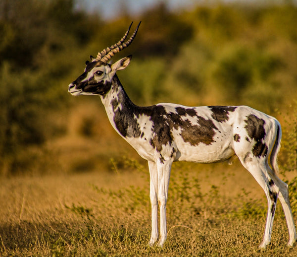 Dapple Impala