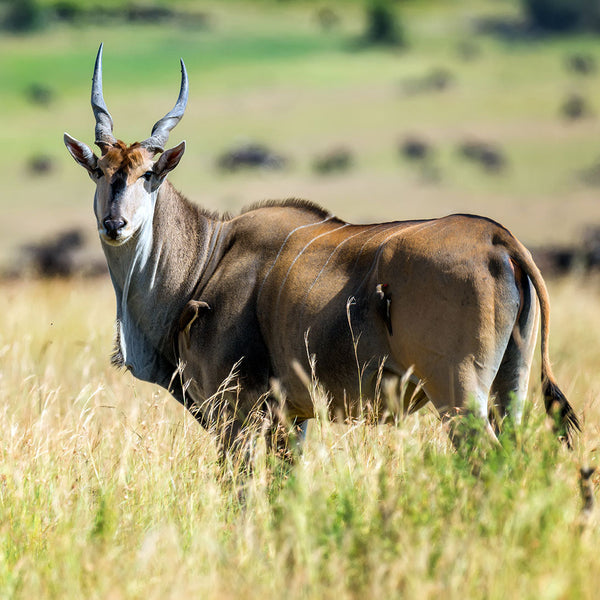 Cape Eland