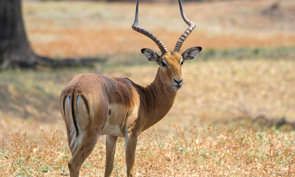 Common Impala (> 24")