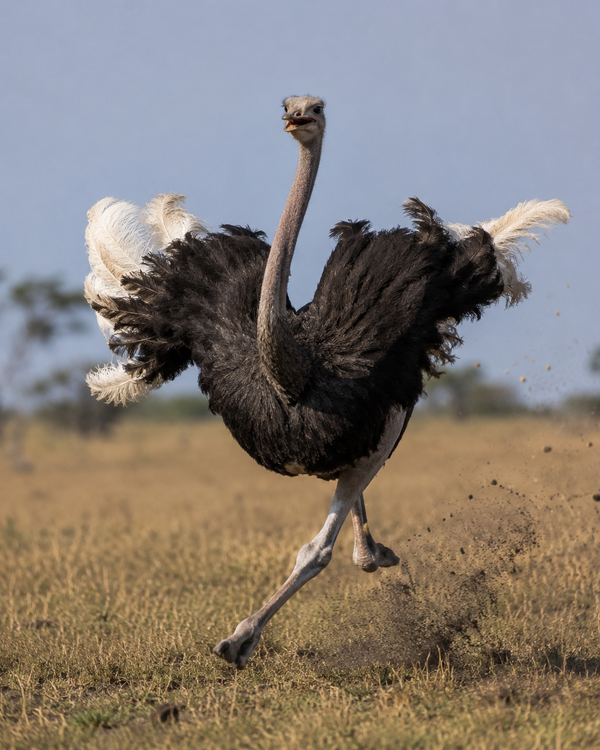 Ostrich