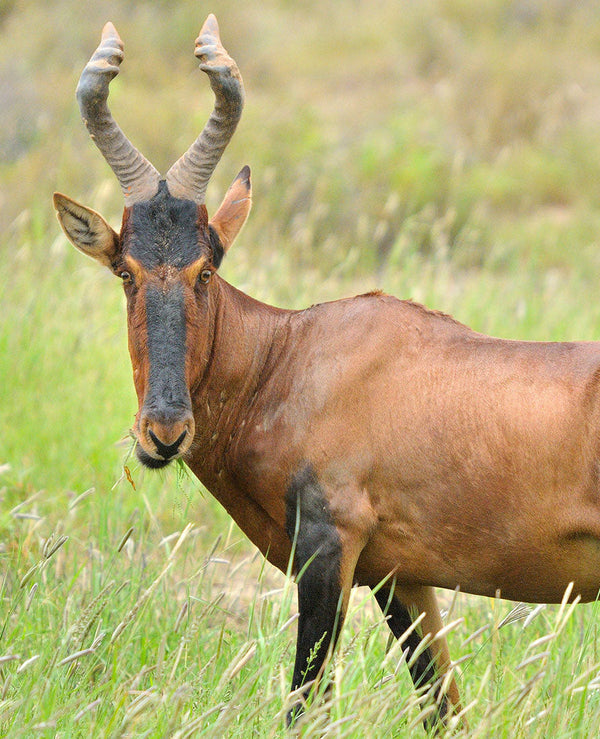Red Hartebeest