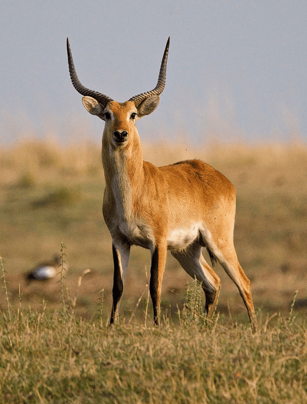 Common Reedbuck