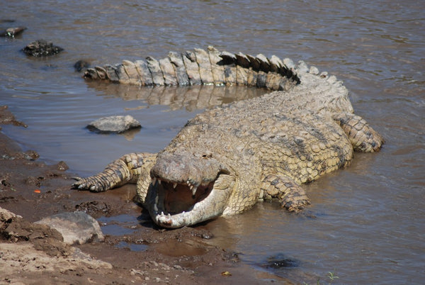 Crocodile (> 12")