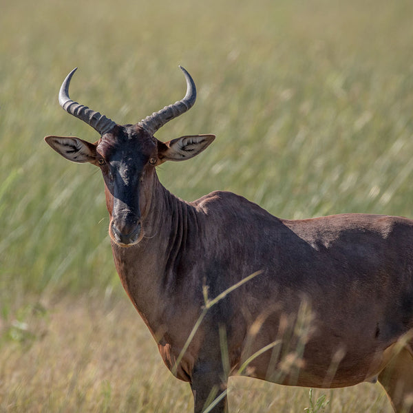Tsessebe