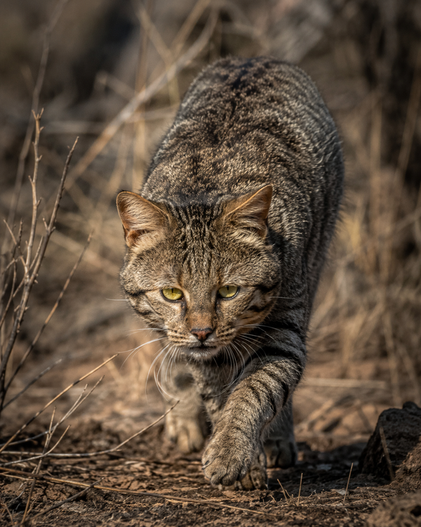 African Wild Cat
