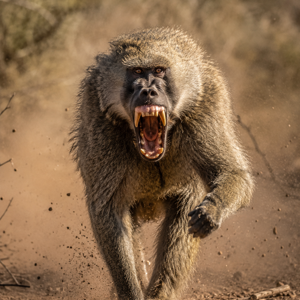 Baboon