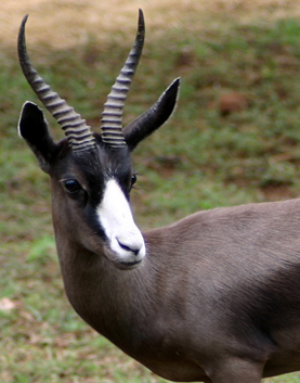 Springbuck (Black)
