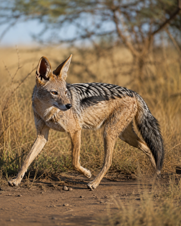 Black-backed Jackal