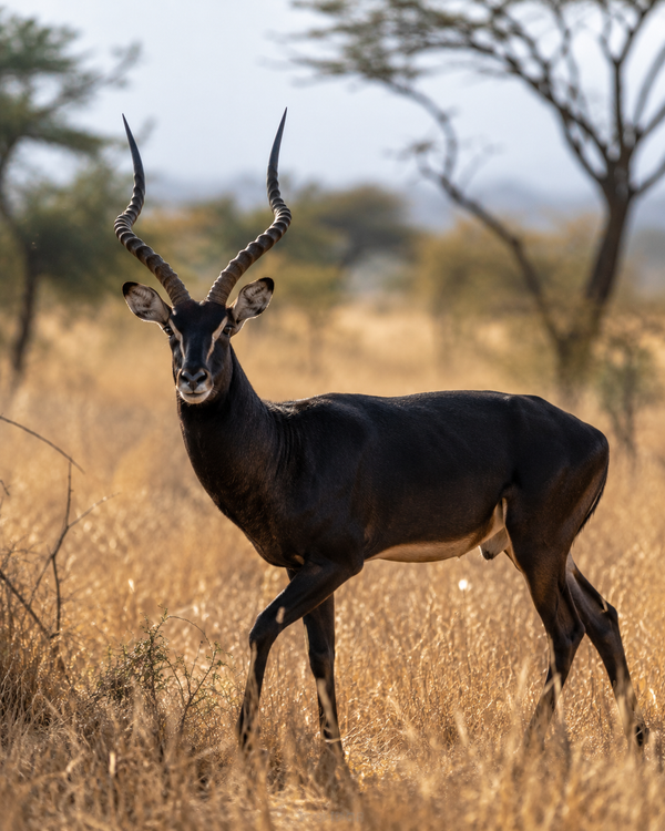 Black Impala