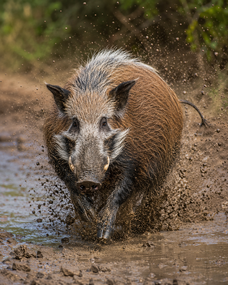 Bushpig