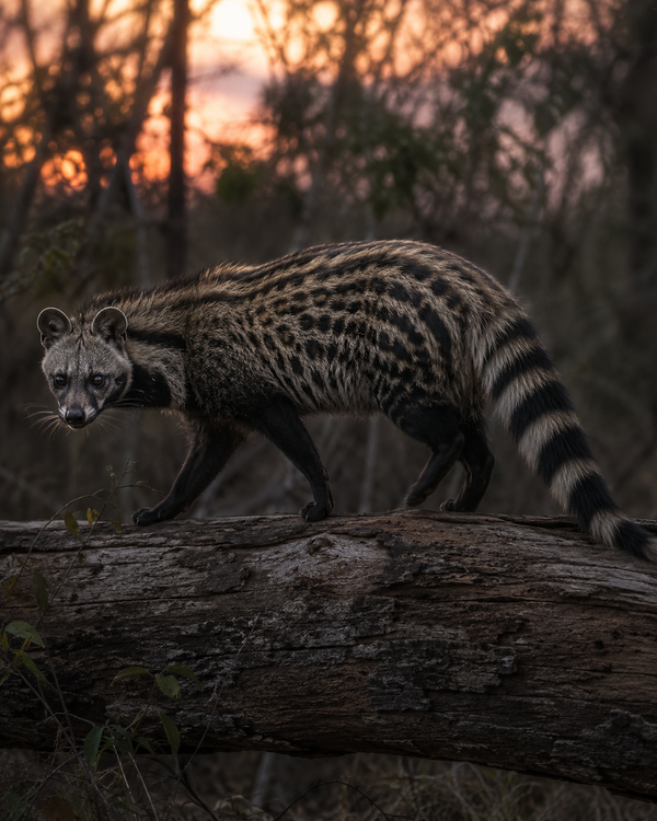 Civet Cat