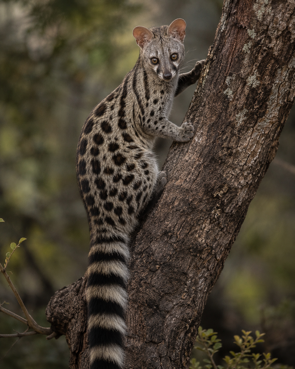 Genet