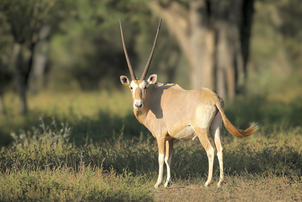 Gemsbok golden