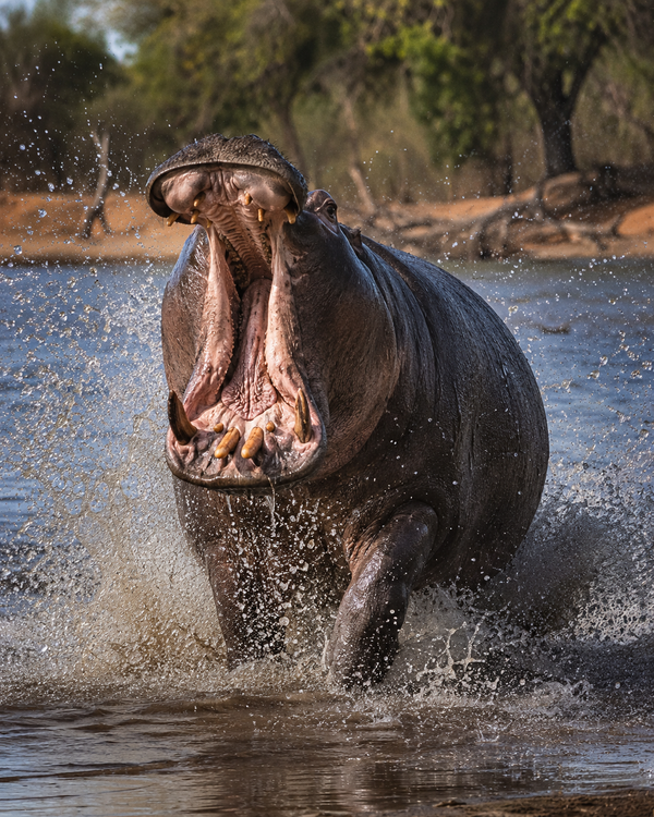 Hippopotamus