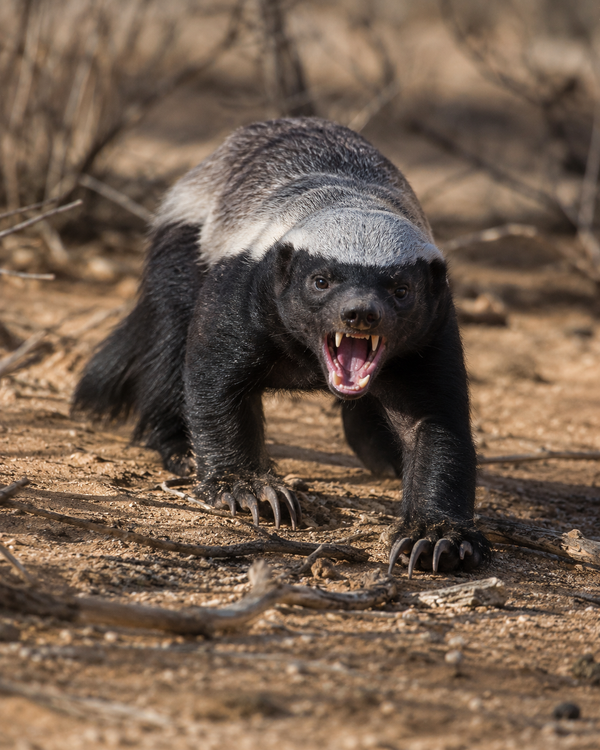 Honey Badger