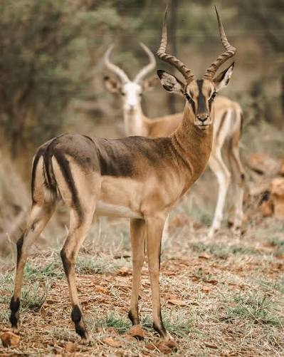 Saddleback Impala