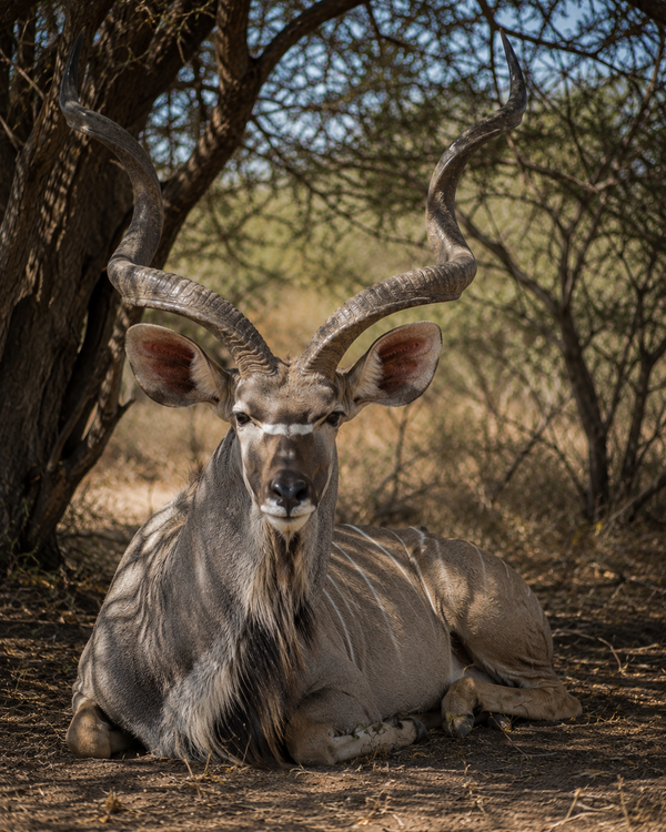 Kudu (50"+)