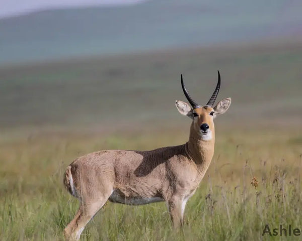 Mountain Reedbuck