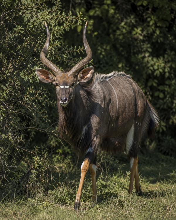 Nyala