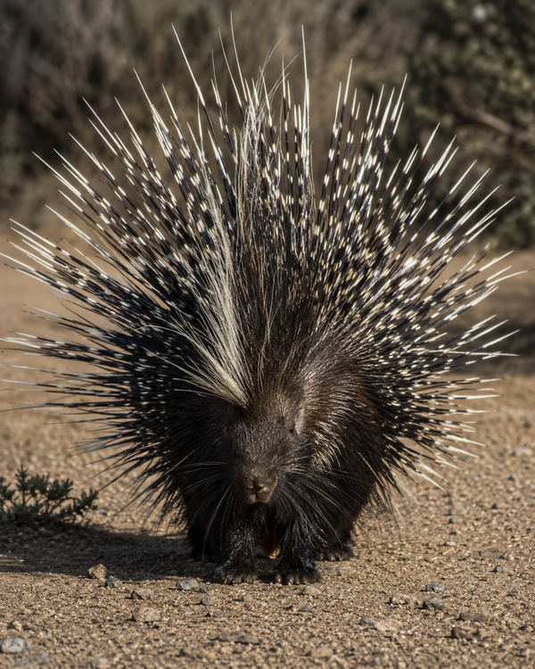 Porcupine