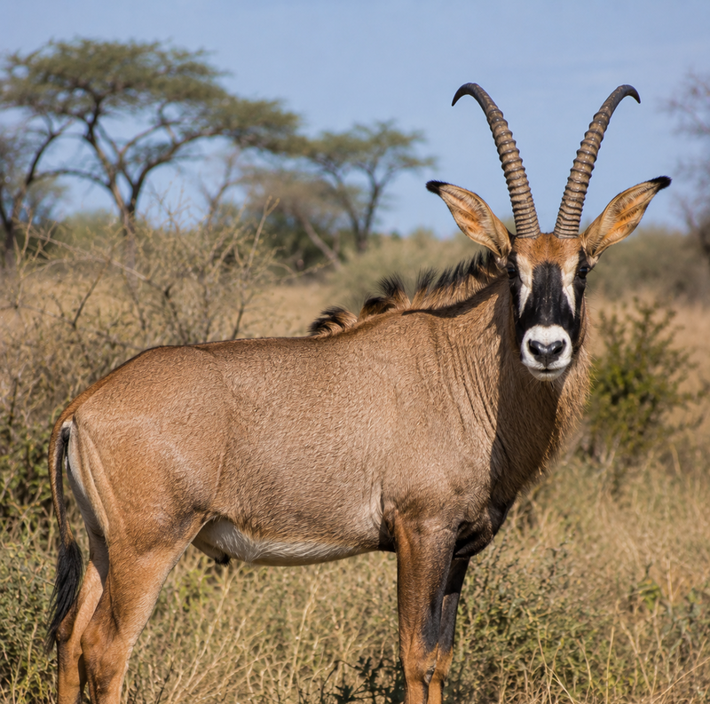Roan Antelope