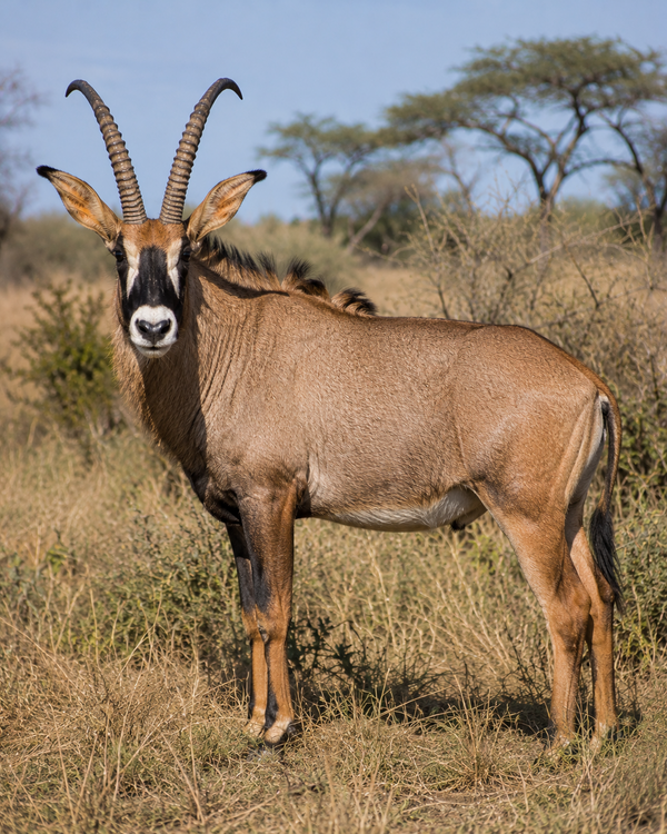 Roan Antelope