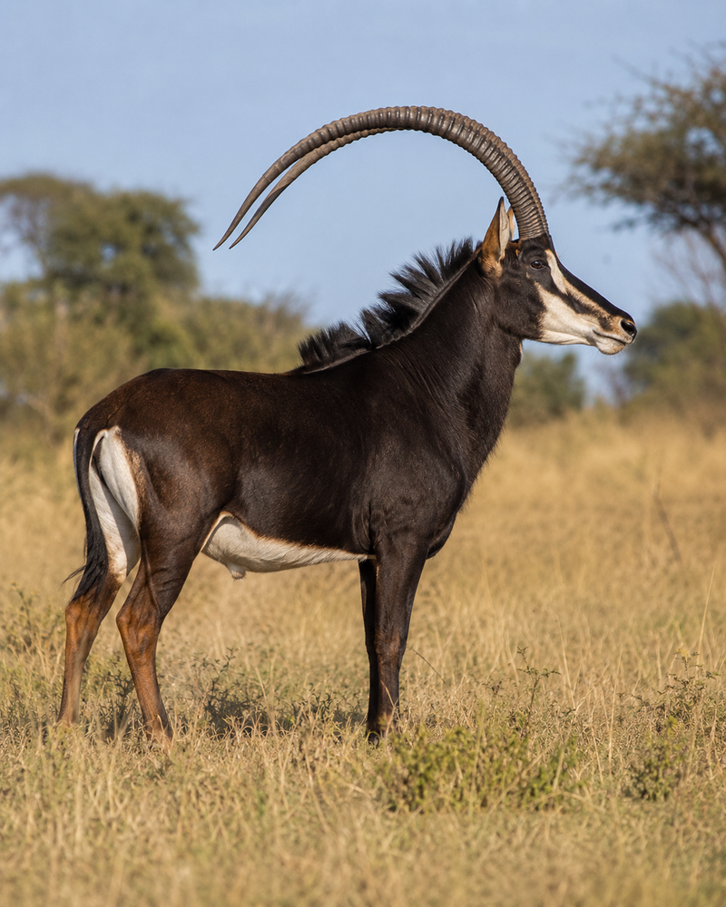 Sable Antelope