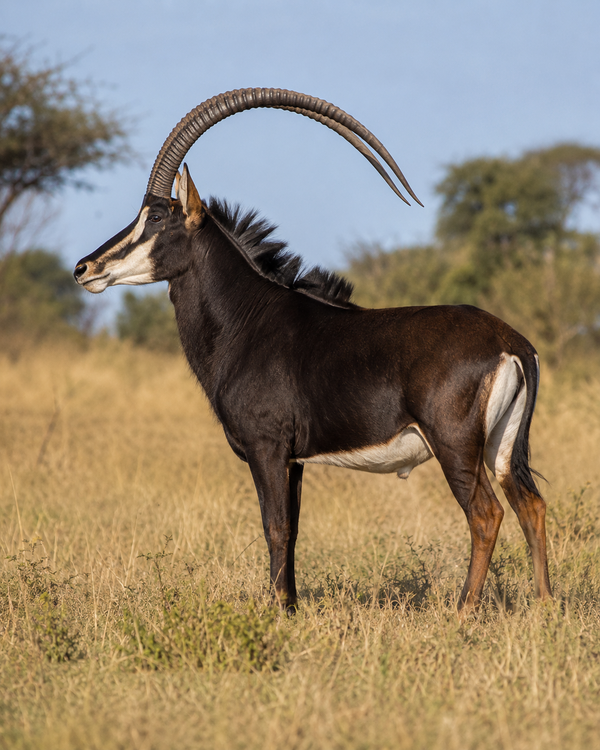 Sable Antelope