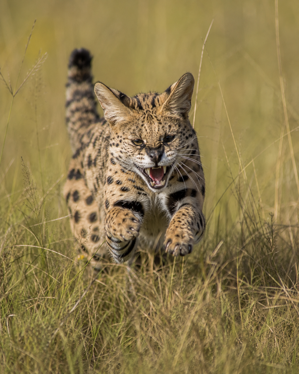 Serval Cat