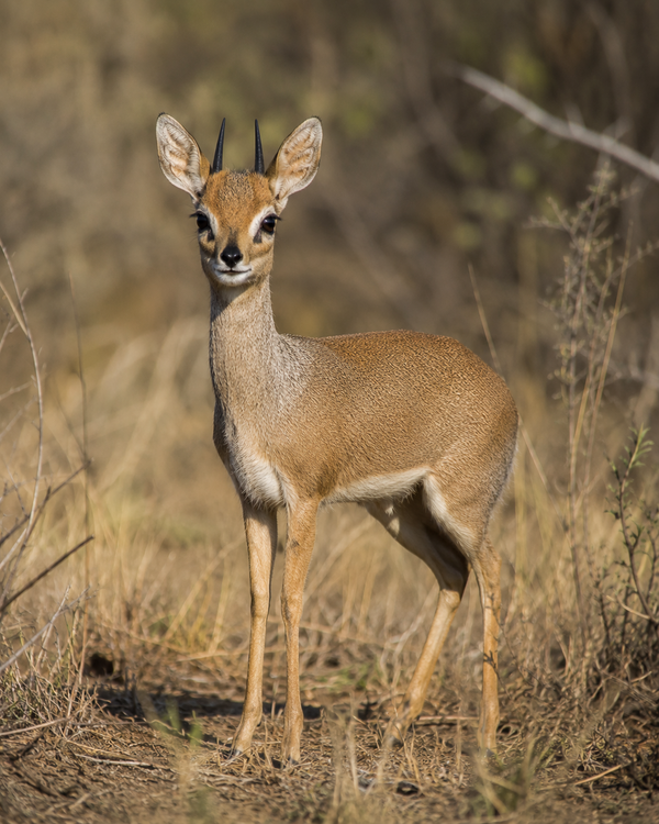 Steenbuck