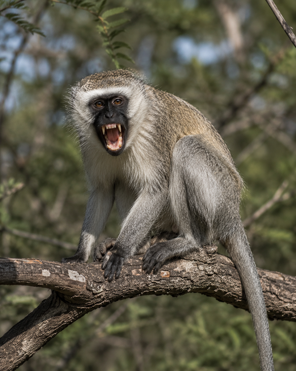 Vervet Monkey