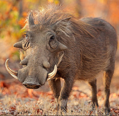 Warthog (> 7")