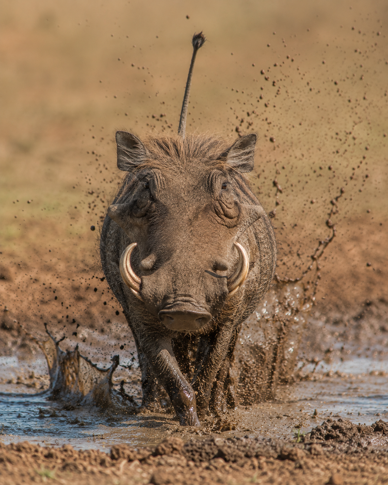 Warthog