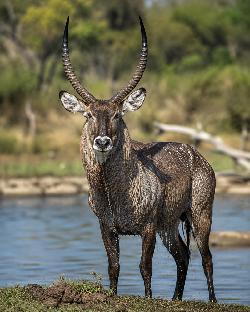 Waterbuck
