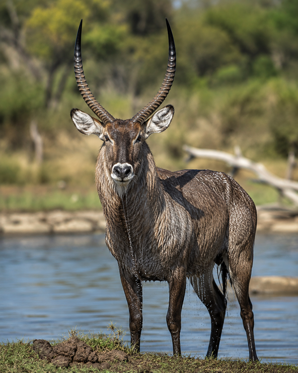 Waterbuck