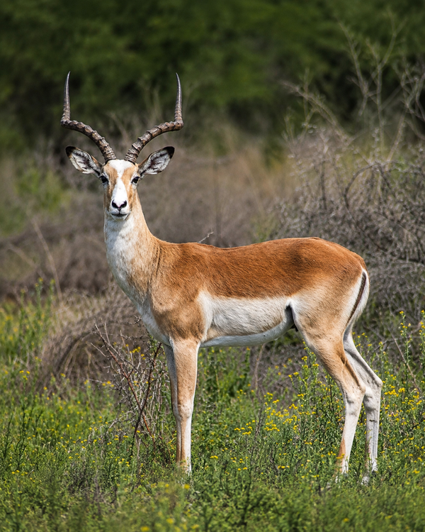 White-Flanked Impala