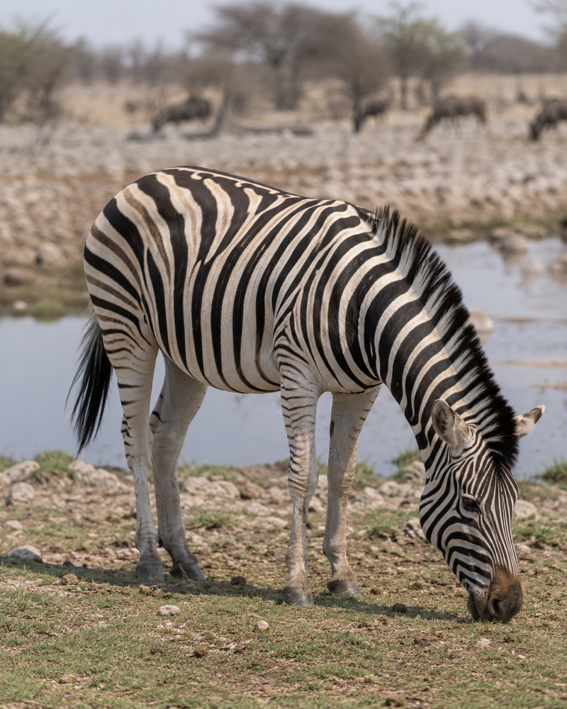 Zebra